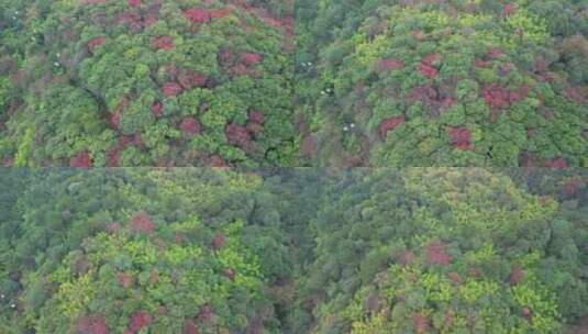 4K秋天秋叶秋景山林枫叶唯美红叶高角度航拍高清在线视频素材下载