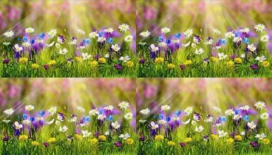 春天自然风光 田野上的花朵 美景高清在线视频素材下载