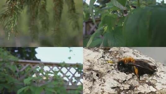养蜂蜜蜂高清在线视频素材下载