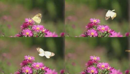 菊花蝴蝶高清在线视频素材下载