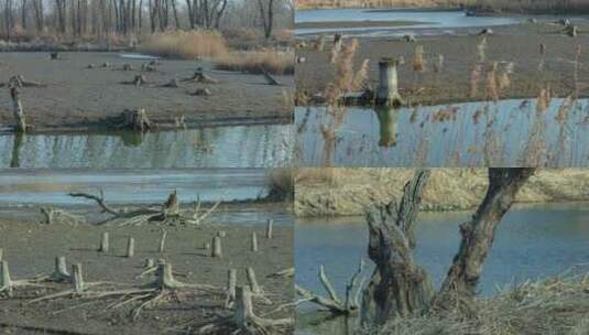 蒲河北方湿地冬季枯草枯木高清在线视频素材下载