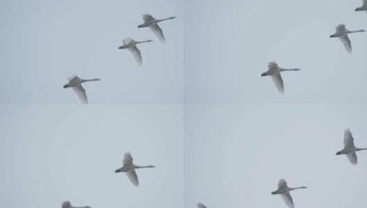 大雁飞过，鄱阳湖国家湿地公园高清在线视频素材下载