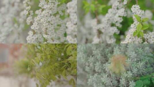 植物绿植花卉空镜高清在线视频素材下载