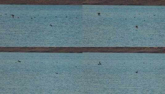 野鸭在水面上飞翔慢动作高清在线视频素材下载