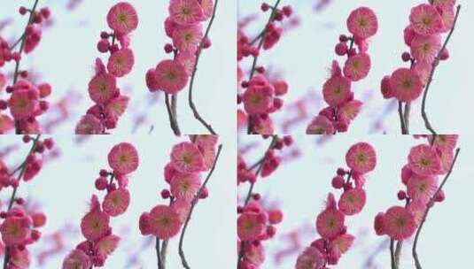 春季红色梅花景观高清在线视频素材下载
