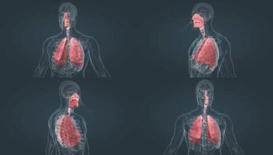 医学 三维 动画 肺呼吸系统 肺活量高清在线视频素材下载