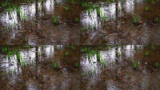 下雨水滴春分惊蛰雨水雨天氛围高清在线视频素材下载