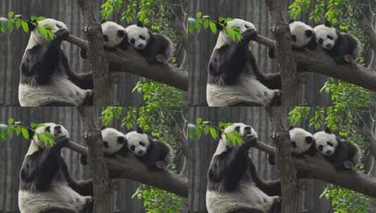 成年大熊猫妈妈守护着两只睡觉的幼崽高清在线视频素材下载