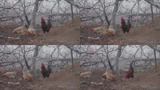 养鸡果园里一只公鸡和一群母鸡高清在线视频素材下载