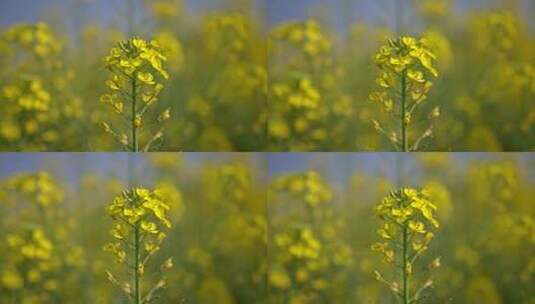 重庆潼南油菜花实拍高清在线视频素材下载