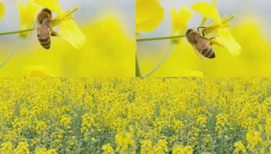 蜜蜂油菜花采蜜实拍镜头高清在线视频素材下载