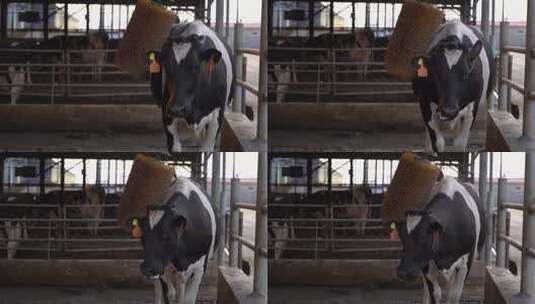 奶牛 小奶牛 奶牛场 奶牛养殖 (109)高清在线视频素材下载