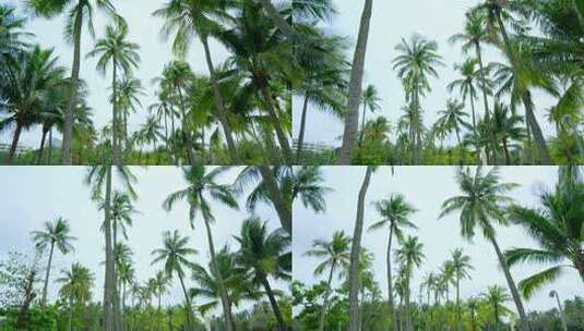 海南 椰树 椰子树 椰林高清在线视频素材下载