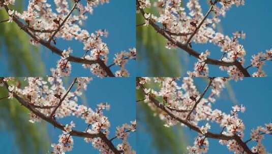 枝头上的桃花盛开风中摇摆高清在线视频素材下载