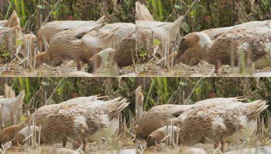 农村散养鸭子在田野里觅食高清在线视频素材下载
