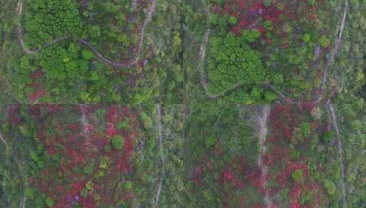 杭州余杭鸬鸟山顶杜鹃花春天映山红航拍高清在线视频素材下载