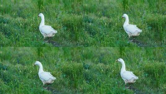 鹅在湿地里的空镜头高清在线视频素材下载