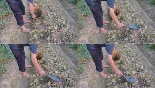 农村菜地里农民爷爷提着桶子给菜地浇水高清在线视频素材下载