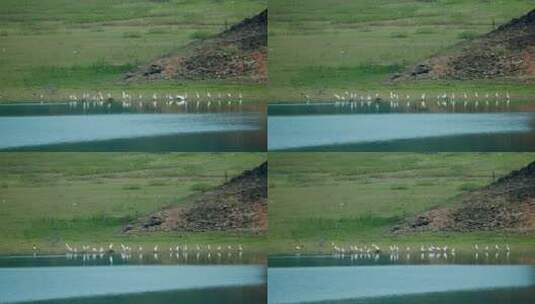 白鹭飞翔湿地生态环境群鸟飞翔白鹭群鸟高清在线视频素材下载