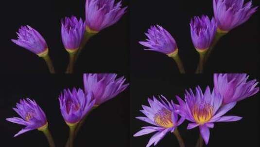 睡莲开花 治愈画面 植物绽放高清在线视频素材下载