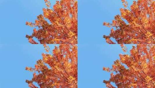 金色风景秋天枫叶红高清在线视频素材下载