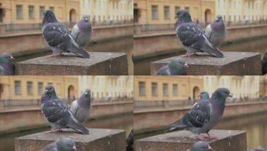 白天，城市鸽子坐在城镇堤坝的栅栏上高清在线视频素材下载