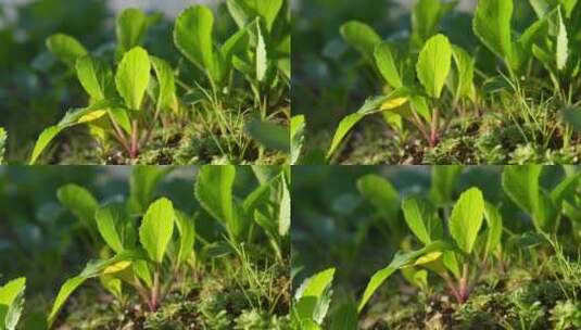 在阳光照耀下茁壮成长的蔬菜高清在线视频素材下载