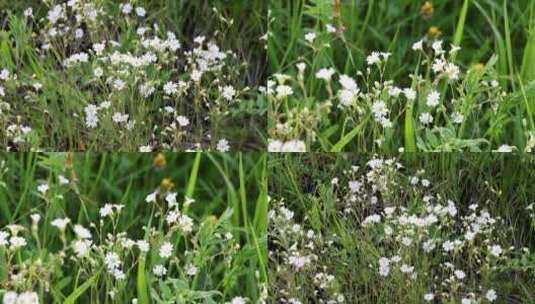 野生药用植物：卷耳高清在线视频素材下载