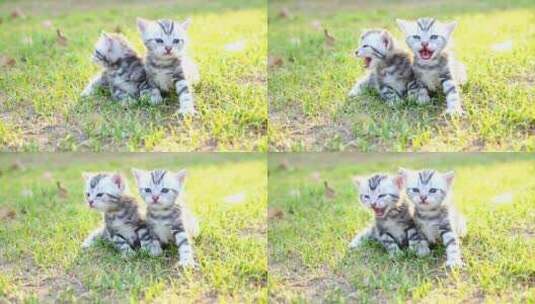 可爱的美国短发小猫坐在绿色草地上哭泣高清在线视频素材下载