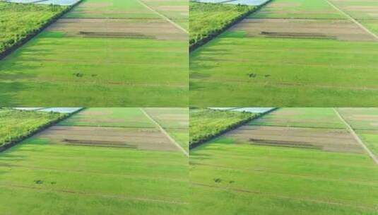 农场草地 草坪维护 铲草坪高清在线视频素材下载