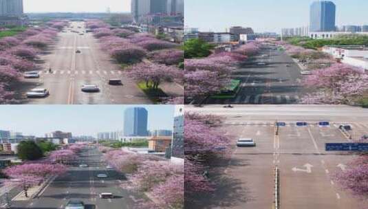 4K航拍柳州紫荆花开城市风貌高清在线视频素材下载