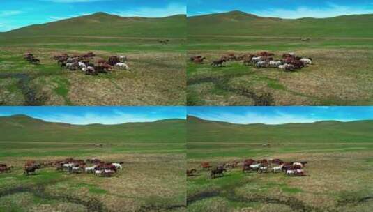 内蒙大草原一群马在草原上奔跑高清在线视频素材下载