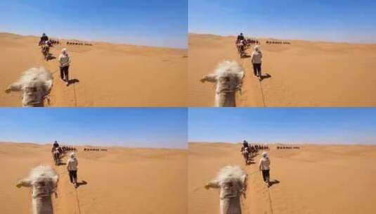 宁夏中卫沙坡头沙漠自然保护区骑骆驼体验高清在线视频素材下载