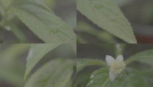 浙江温州泰顺县乌岩岭苗圃植物特写高清在线视频素材下载