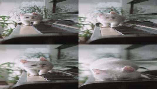 钢琴和猫高清在线视频素材下载