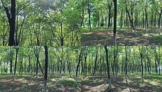 森林树木治愈唯美的景色高清在线视频素材下载