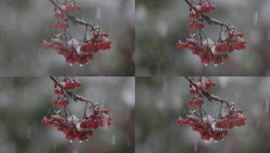 下雪了，雪拍打在红色山楂果上高清在线视频素材下载