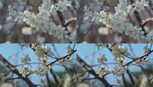 梨花特写合集穿暖花开春回大地春天开花高清在线视频素材下载