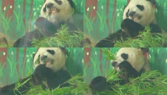 熊猫可爱生活吃竹子憨态可鞠高清在线视频素材下载