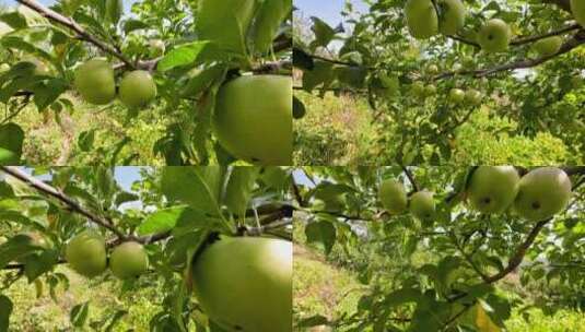 国光苹果实拍高清在线视频素材下载