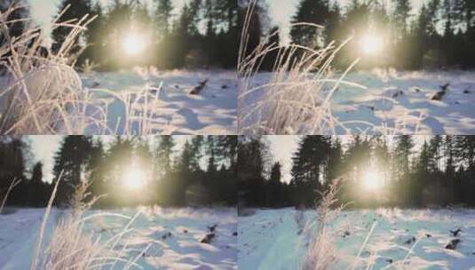 阳光透过树林撒在已经挂满冰霜的枯草上 霜高清在线视频素材下载