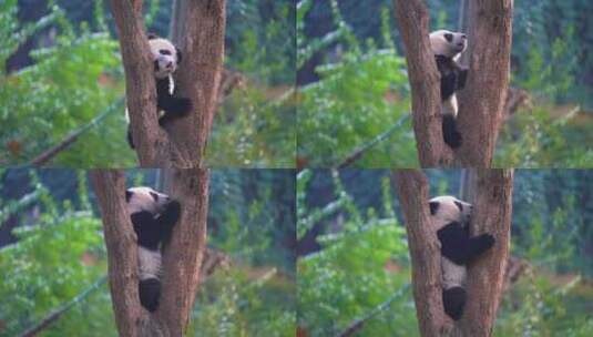 大熊猫国宝保护动物成都四川保护动物高清在线视频素材下载