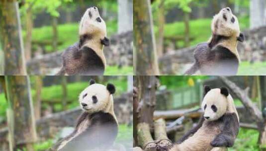 大熊猫高清在线视频素材下载