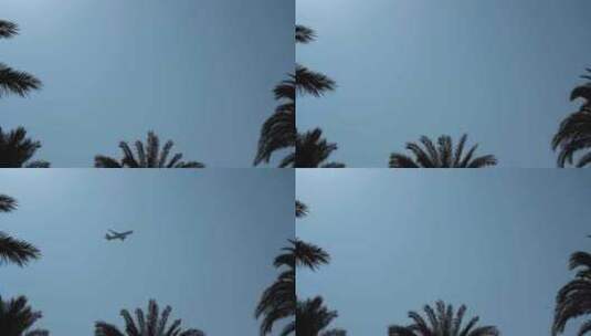 飞机飞过棕榈树的上空高清在线视频素材下载