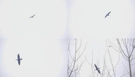 林中的鸟高清在线视频素材下载