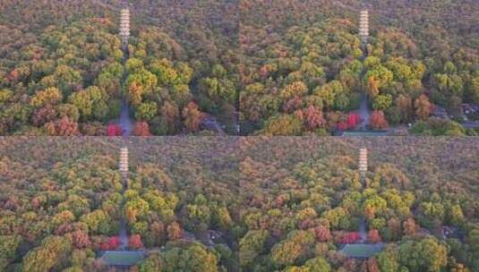 南京 灵谷塔 秋景 南京秋天 秋色 历史建筑高清在线视频素材下载