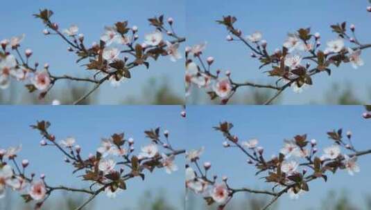 樱花盛开春天花开花花瓣樱花樱花开高清在线视频素材下载