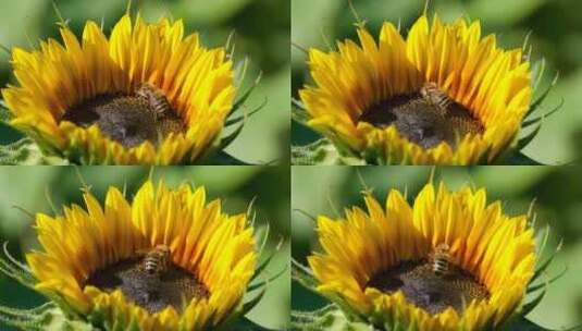 向日葵蜜蜂高清在线视频素材下载