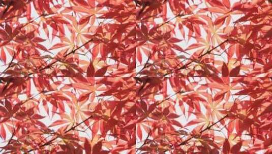 秋天阳光枫叶红枫逆光唯美空镜高清在线视频素材下载