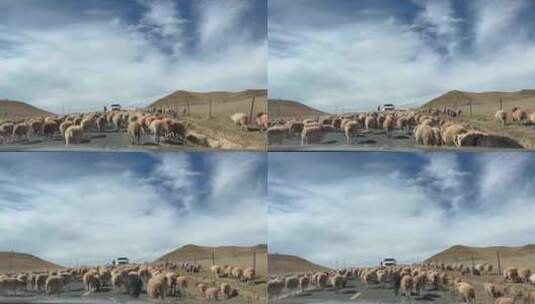 西藏公路羊群高清在线视频素材下载